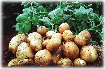 Устойчивый к колорадскому жуку картофель Никулинский