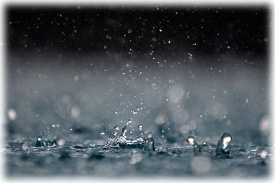 Дождевая вода — лучшее средство для полива растений